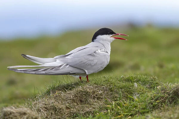 Arctic Tern (Sterna paradisaea) calling on floor, Scotland, United Kingdom