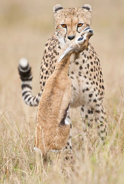 Front view of female Cheetah (Acinonyx jubatus) with Thompsonaes Gazelle