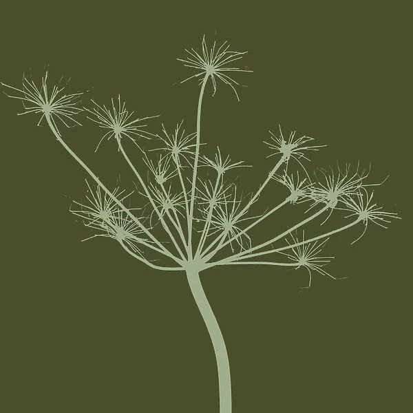 AKC_0086. Anthriscus sylvestris. Cow parsley. Green subject. Green b / g