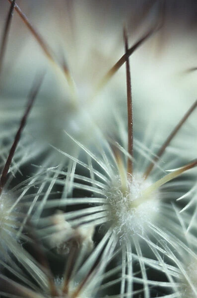 AKU_0129. Mammillaria microhelia. Cactus - Pincushion cactus