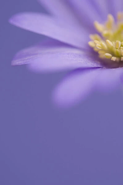 AMF_0092. Anemone blanda Atrocaerulea. Anemone. Purple subject. Purple b / g