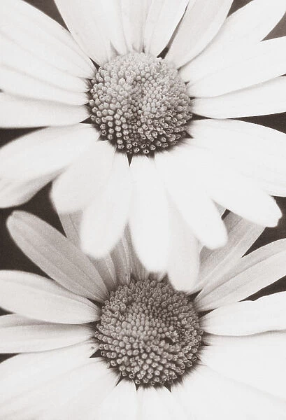 PB_13. Bellis - variety not identified. Daisy. Black & white