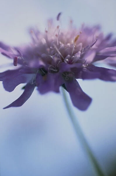 CS_1027. Knautia arvensis. Scabious - Field scabious. Purple subject. Blue b / g