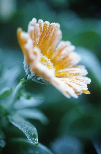 CS_1112. Calendula officinalis. Marigold. Peach subject. Green b / g