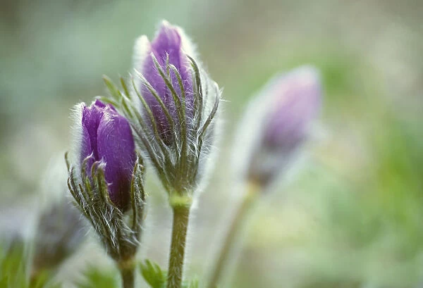 CS_1580. Pulsatilla vulgaris. Pasque flower. Purple subject
