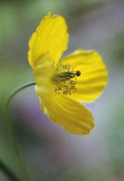 CS_1815. Meconopsis cambrica. Poppy - Welsh poppy. Yellow subject