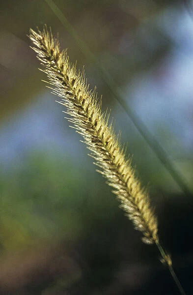CS_2167. Pennisetum macrourum. African feather grass. Gold subject