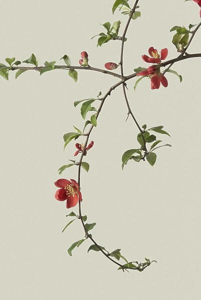 CS_2482. Chaenomeles japonica. Quince. Red subject