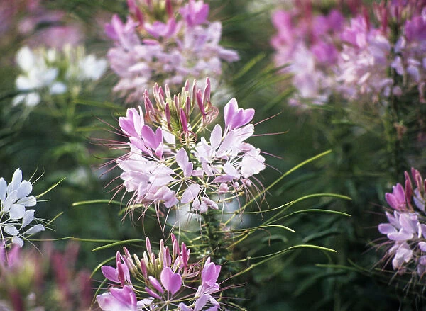 CS_2574. Cleome hassleriana. Spider flower  /  Cleome. Pink subject