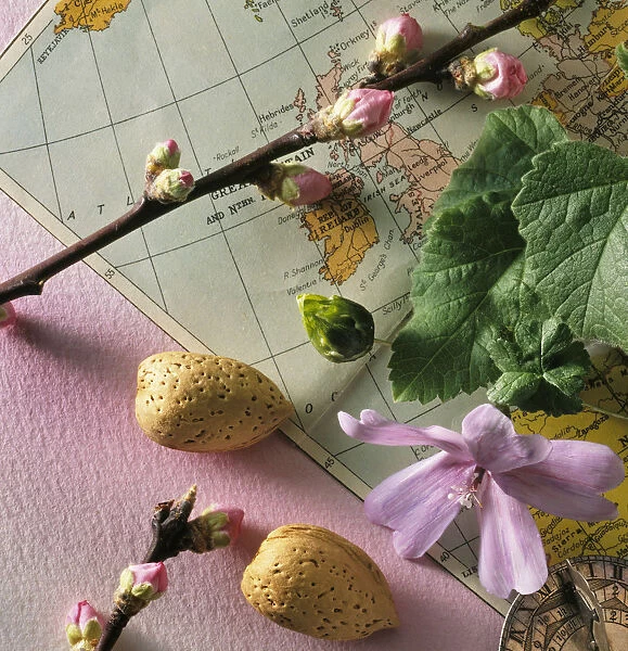 CS_3056. Prunus dulcis. Almond. Pink subject