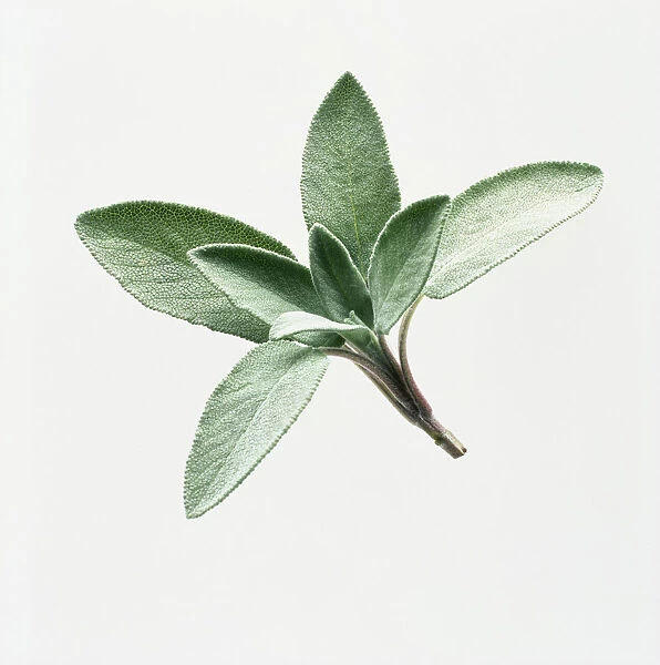CS_F166. Salvia officinalis. Sage. Green subject. White b / g