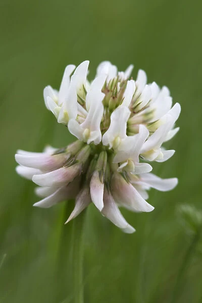 EJT_0074. Trifolium pratense. Clover. White subject. Green background