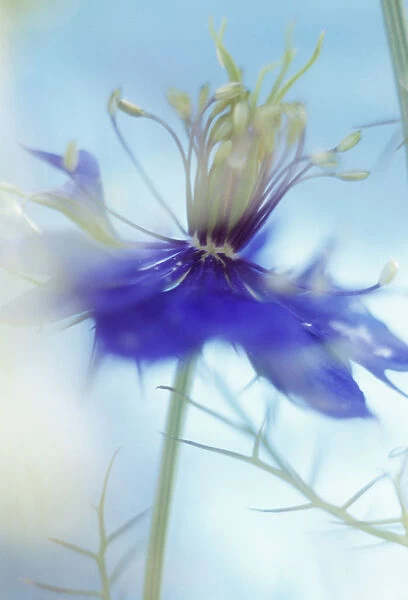 GC_0408. Nigella damascena- variety not identified. Love-in-a-mist. Blue subject. Blue b / g