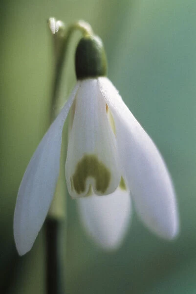 GC_147. Galanthus nivalis. Snowdrop. White subject. Green b / g
