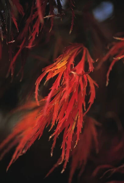 GP_0193. Acer palmatum dissectum atropurpureum. Japanese maple. Red subject
