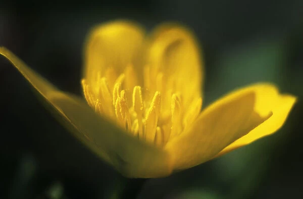 GP_0232. Ranunculus acris. Buttercup. Yellow subject