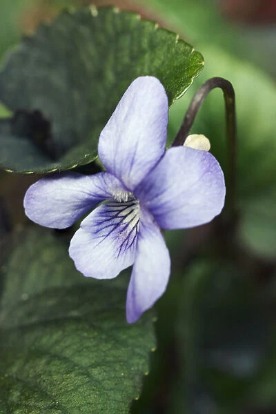 GP_0406. Viola riviniana. Dog Violet. Purple subject. Green b / g