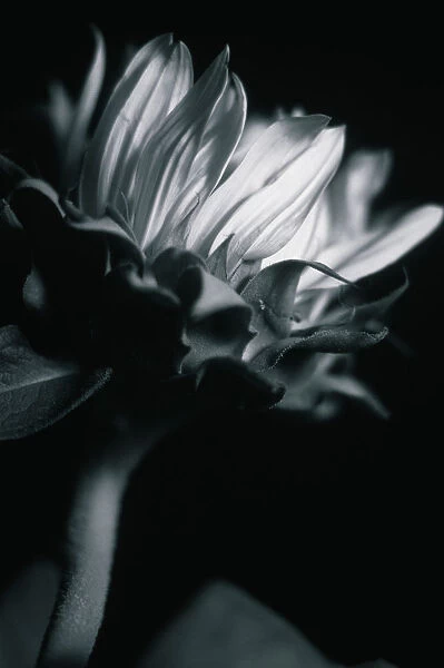 JB_63. Helianthus annuus. Sunflower. Black & white subject