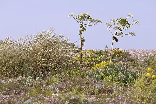 hogweed, giant hogweed, heracleum mantegazzianum