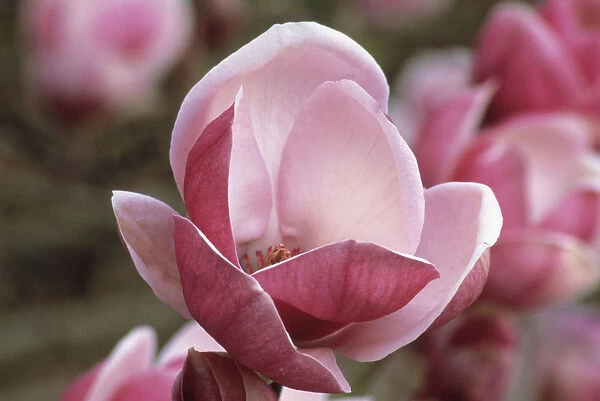 JCB_24. Magnolia soulangeana Triumphans. Magnolia. Pink subject