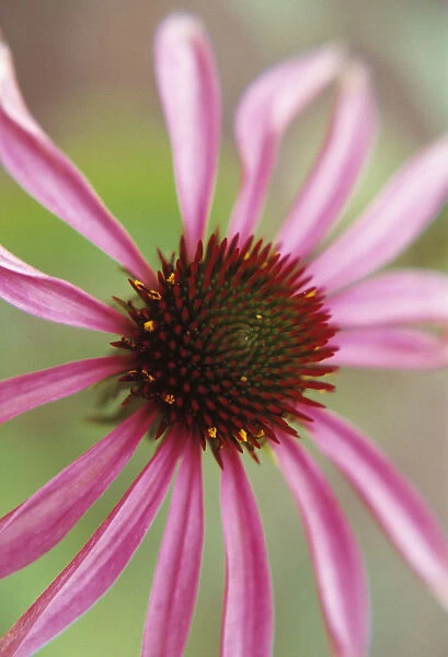 JOC_0056. Echinacea - variety not identified. Echinacea  /  Purple coneflower. Pink subject