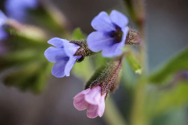 Lungwort, Pulmonaria officinalis. Close view of cluster of small