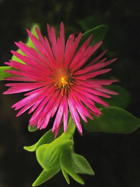MA_0075. Dorotheanthus - variety not identified. Mesembryanthemum. Pink subject