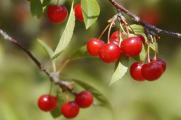 MAM_0061. Prunus cerasus. Cherry. Red subject. Green b / g