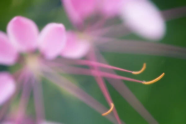 MAM_0205. Cleome hassleriana. Spider flower  /  Cleome. Pink subject