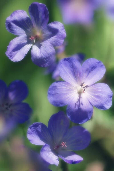 MAM_0454. Geranium x magnificum. Geranium  /  Cranesbill. Purple subject
