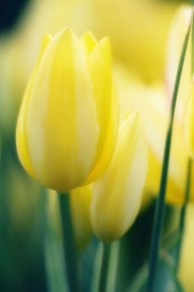 MAM_0566. Tulipa - variety not identified. Tulip. Yellow subject