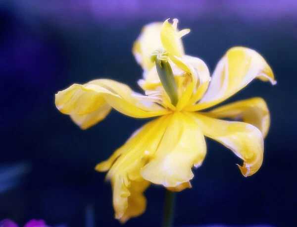 MAM_0570. Tulipa - variety not identified. Tulip. Yellow subject. Blue b / g