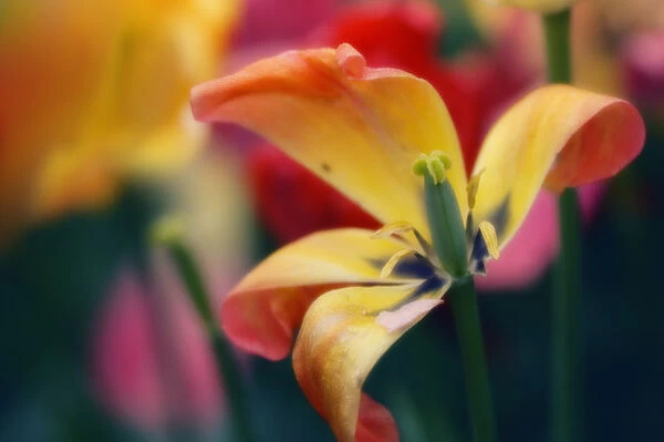 MAM_0579. Tulipa - variety not identified. Tulip. Orange subject