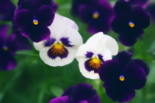 MAM_0673. Viola wittrockiana. Pansy. Mixed colours subject