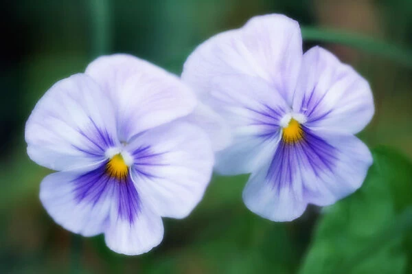 MAM_0674. Viola wittrockiana. Pansy. Mixed colours subject