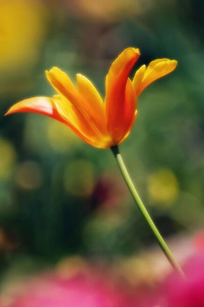 MAM_0719. Tulipa - variety not identified. Tulip. Orange subject