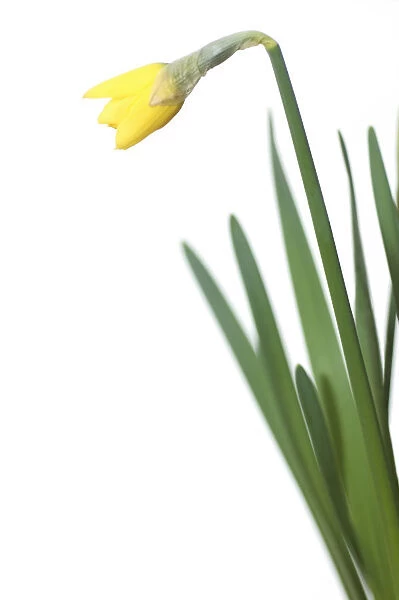 MH_0026. Narcissus Jetfire. Daffodil. Yellow subject. White b / g