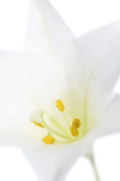 MH_0112. Lilium longiflorum. Lily - Easter lily. White subject. White b / g