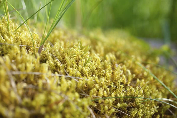 Moss, Abundance of dense yellow mosses growing outdoor