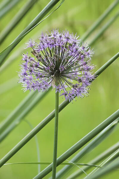 PBT_0003. Allium Hollandicum Purple Sensation. Allium. Purple subject. Green background