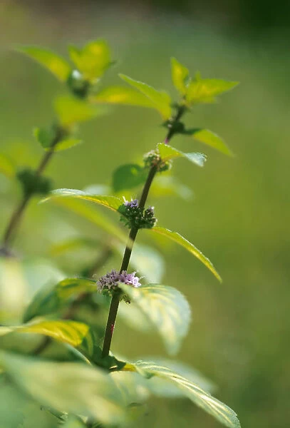Perennial Flowering season Summer Edible Herb