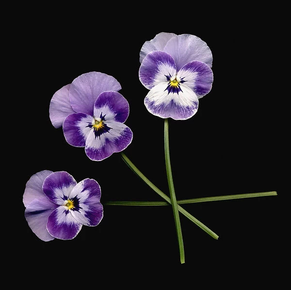 PT_0011. Viola - variety not identified. Viola. Purple subject. Black b / g