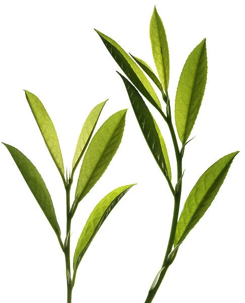PT_0062. Prunus laurocerasus. Laurel. Green subject. White b / g