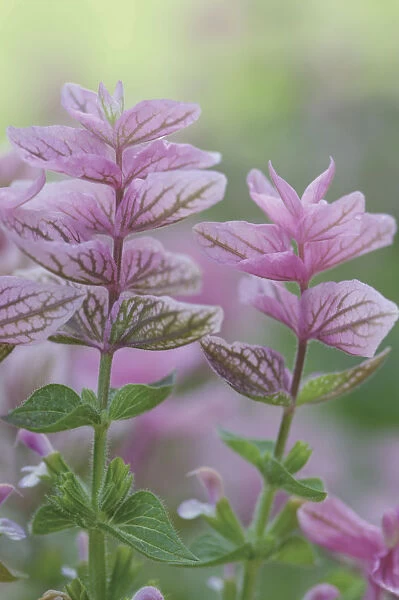 PT_0162. Salvia viridis Pink Sunday. Sage - Clary sage. Pink subject. Green b / g