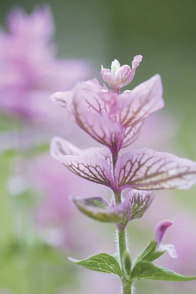PT_0163. Salvia viridis Pink Sunday. Sage - Clary sage. Pink subject. Green b / g