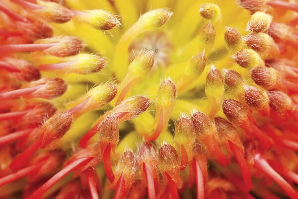 PT_0237. Leucadendron Protecea. Flower. Close-up