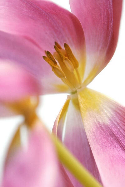 RF_0096. Tulipa - variety not identified. Tulip. Pink subject. White b / g