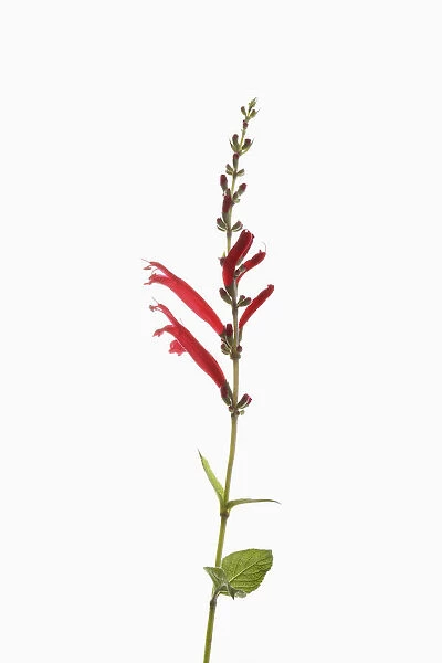 Sage, Pineapple sage, Salvia Elegans, Single stem with open and opening flowers shown againast a pure white background