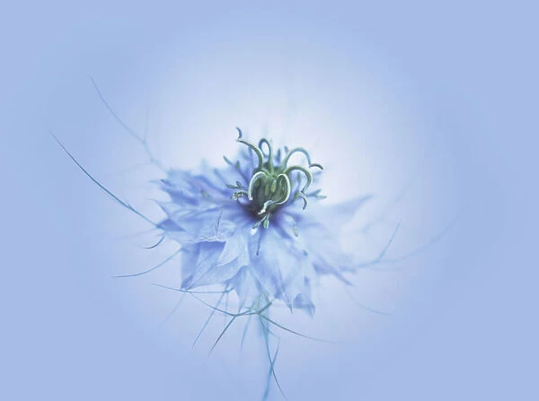SH_32A. Nigella damascena. Love-in-a-mist. Blue subject. Blue b / g