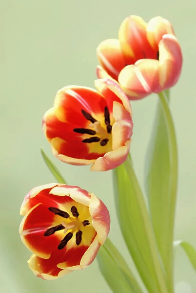 SK_0173. Tulipa - variety not identified. Tulip. Mixed colours subject. Green b / g